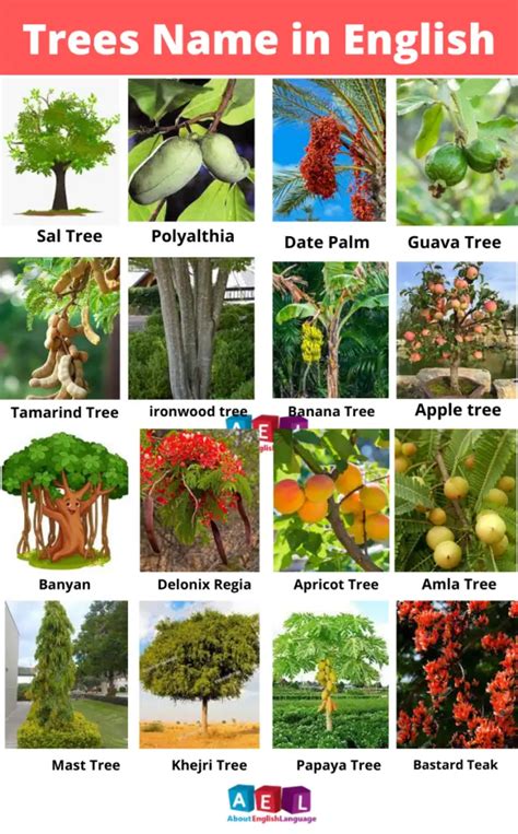 Trees Name in English and Hindi – Learn English online free