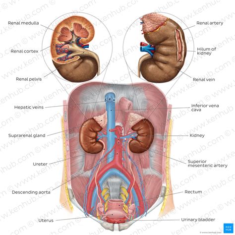 Urinary system: Organs, anatomy and clinical notes | Kenhub