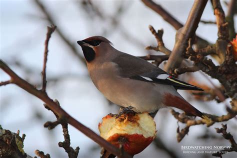 Birding in Southern Norway - birdwatchingnorway - birdwatchingnorway