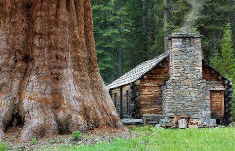 Cabin beside a giant Redwood tree. (Yosemite National Park) – Building Gallery