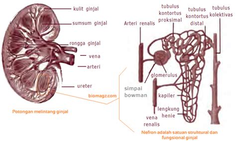 Sistem Ekskresi Ginjal | Gambar Bagian-Bagian Ginjal dan Fungsinya