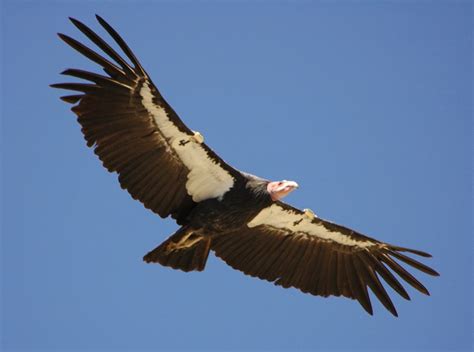 California Condor ~ Birds World