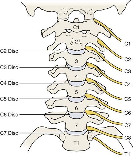 Cervical Spinal Nerves