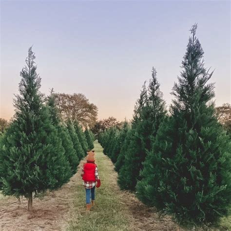 20 Best Christmas Tree Farm Near Me in the USA | TouristSecrets