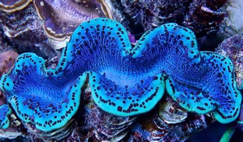 Red Sea Maxima Clams are back in the aquarium hobby | Reef Builders | The Reef and Saltwater ...