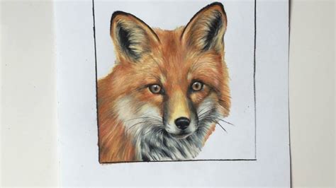 Realistic Fox Drawing at GetDrawings | Free download