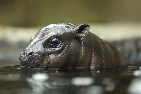 San Diego Zoo members got to see Akobi, a 2-month-old baby pygmy hippo, splish-splash through ...