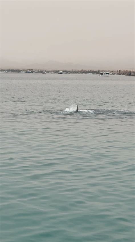 Russian citizen killed in shark attack in Egypt | Reuters