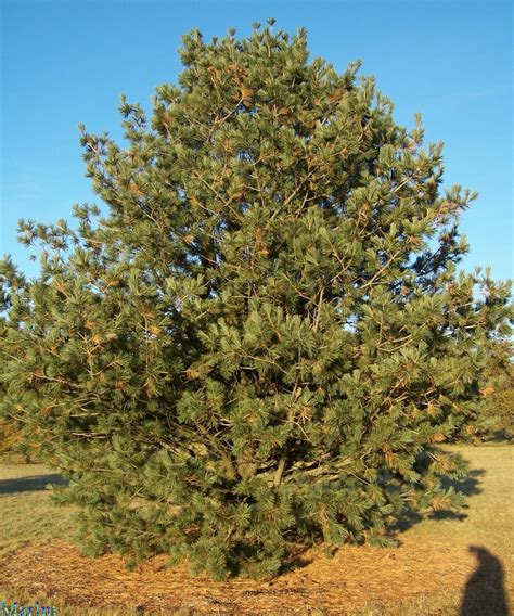 Limber Pine - Pinus flexilis - North American Insects & Spiders