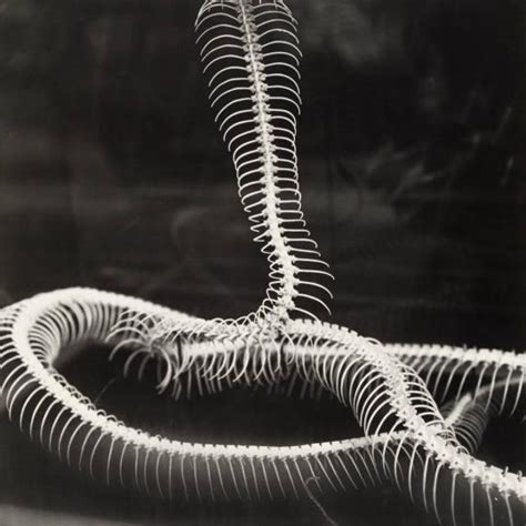 Skeleton of Snake | All Works | The MFAH Collections