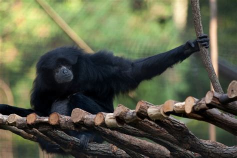 How Long Are a Gibbon’s Arms? And More Gibbon Facts | Smithsonian's National Zoo and ...