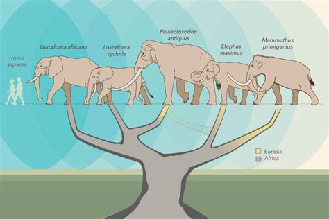 Elephant Family Tree Needs a Rewrite | Sci.News