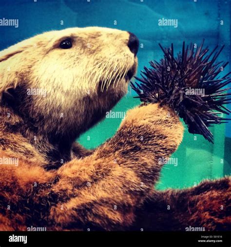 Sea otter eating sea urchin Stock Photo - Alamy