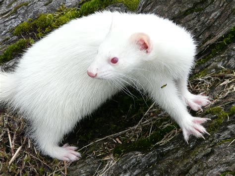 Why do albino animals have red eyes? – How It Works