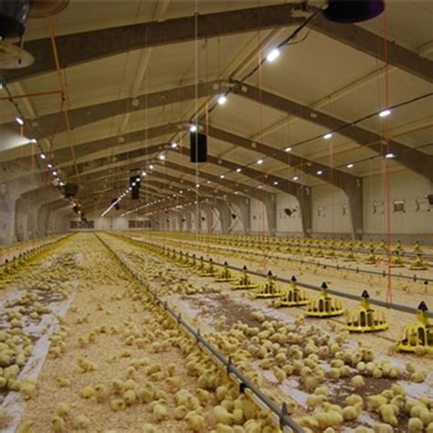 Automatic Chicken House Broiler Poultry Farm Equipment