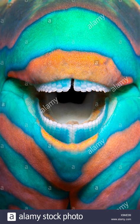 Parrotfish Teeth Stock Photos & Parrotfish Teeth Stock Images - Alamy