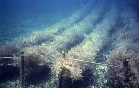 The Omniscient Eye: Seaweed Farming