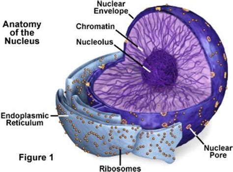 Cell components and their functions | HubPages