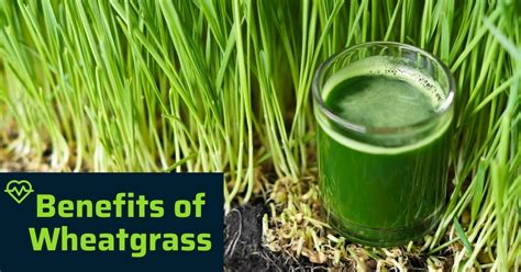 Benefits of Wheatgrass: Is Wheatgrass Good for You?