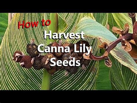 How and When to Harvest Canna Lily Seeds and Grow Them Into Plants Plus Propagating Canna ...