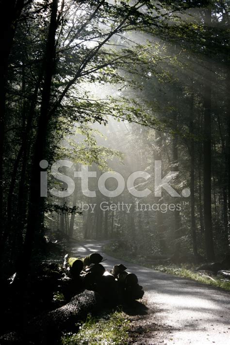 Misty Forest Path Stock Photo | Royalty-Free | FreeImages