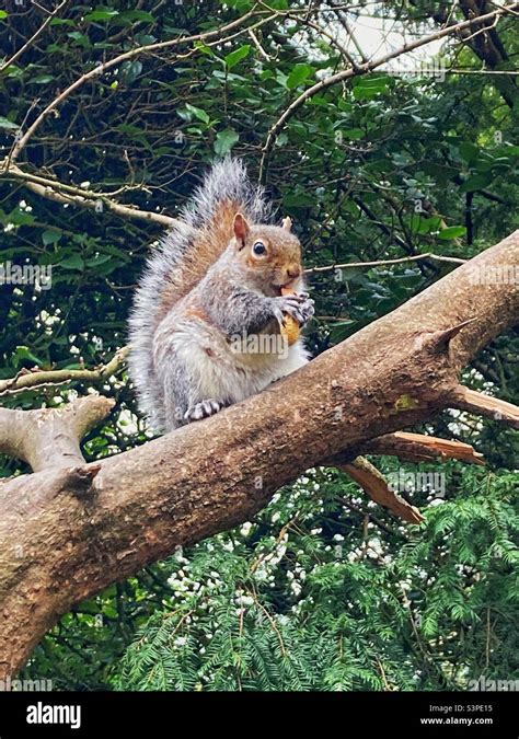 Squirrel eating peanuts Stock Photo - Alamy