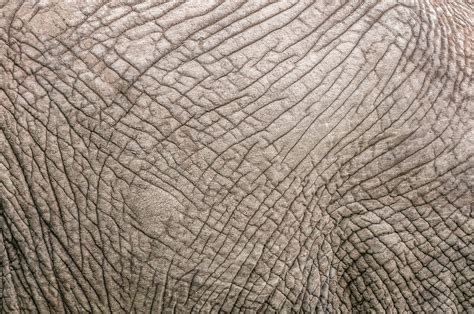 Elephant’s Skin | Sean Crane Photography