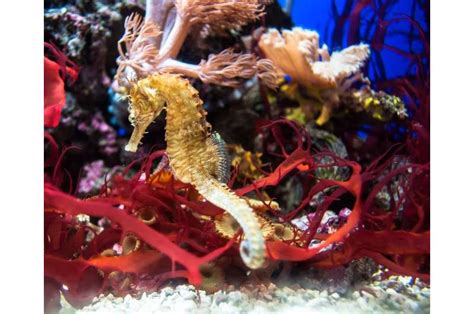 Seahorse breeding project aims to recover endangered species from near extinction