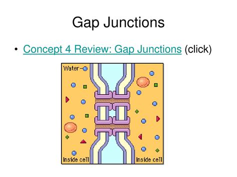 PPT - Cell Junctions PowerPoint Presentation, free download - ID:4877246