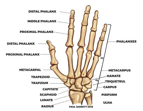 Mr Paul Jarrett | Hand and Wrist Anatomy | Murdoch Orthopaedic Clinic