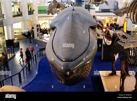 Blue Whale exhibit, Natural History Museum, London, UK Stock Photo - Alamy