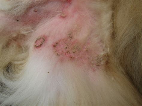 Raised Dry Skin Patch On Dog | Diydry.co