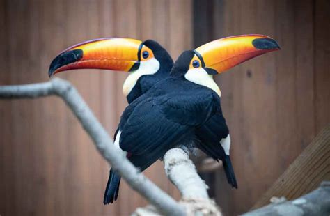 Toco Toucans