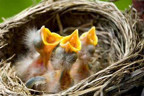 Baby Birds In Nest