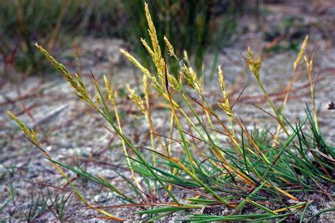 Agrostis stolonifera (Poaceae) image 199702 at PhytoImages.siu.edu