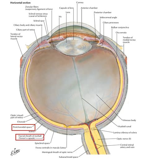 Head and Neck Anatomy: Eyeball - Sclera