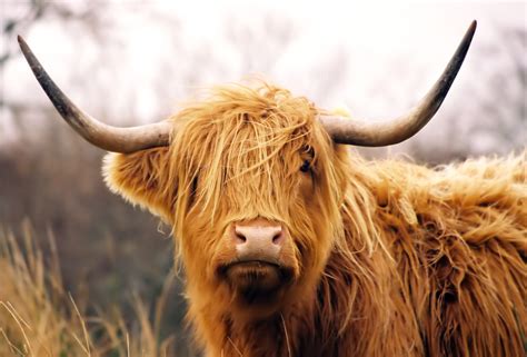 Guide to British cattle breeds: common cow breeds and how to recognise them - Countryfile.com ...