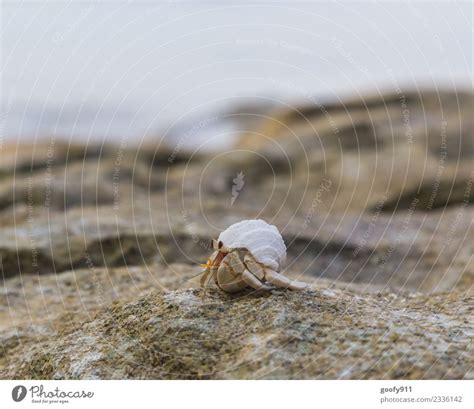 Hermit crab II - a Royalty Free Stock Photo from Photocase