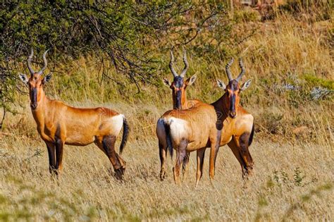 Small Herd of Red Hartebeest Stock Image - Image of nature, sunny ...