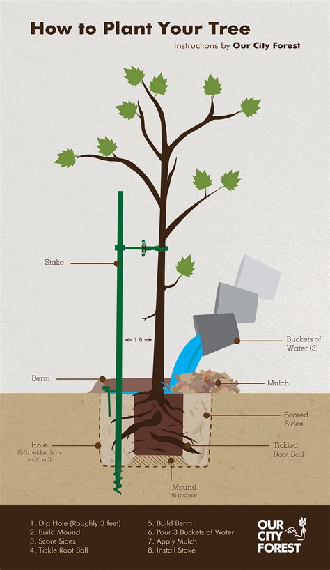 How to Plant Your Tree Infographic on Behance