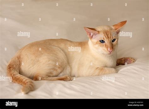 Close up of a red point siamese cat Stock Photo - Alamy