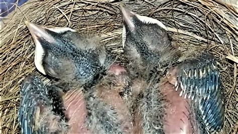 Watch Live American Robin Chicks 4/25/20 | Bird Nest Cam - YouTube