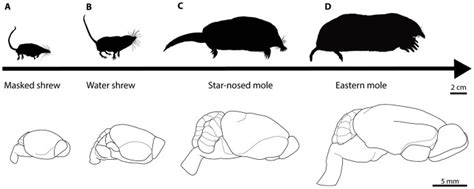 Profiles of the body shape and size of the (A) masked shrew, (B) water ...