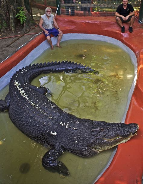 World's largest crocodile -- measuring nearly 18 feet long -- still growing as it hits stunning ...