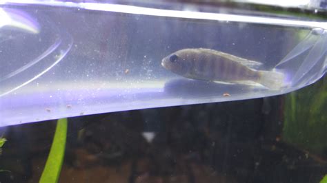 Unidentified Mbuna | Cichlid Fish Forum