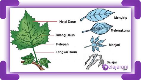 Gambar Daun Sejajar Melengkung Menjari Dan Menyirip