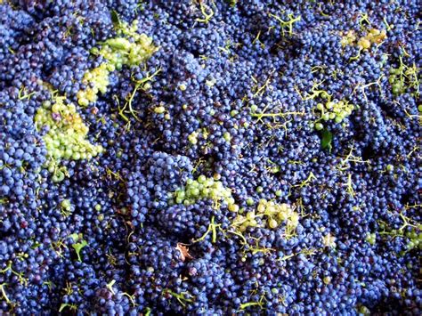 Wine Grapes | Varieties and Styles | California Winery Advisor