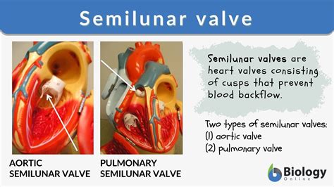 Atrioventricular Valve Function