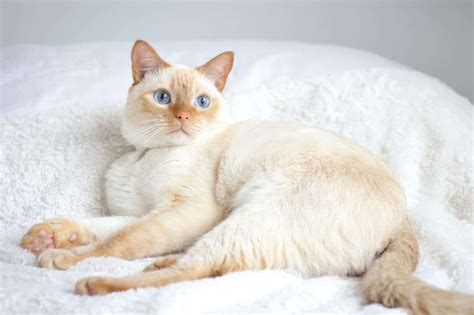 About the Red Point Siamese Cat - That Cuddly Cat