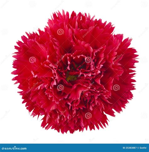 Red carnation flower stock image. Image of beautiful - 25383887